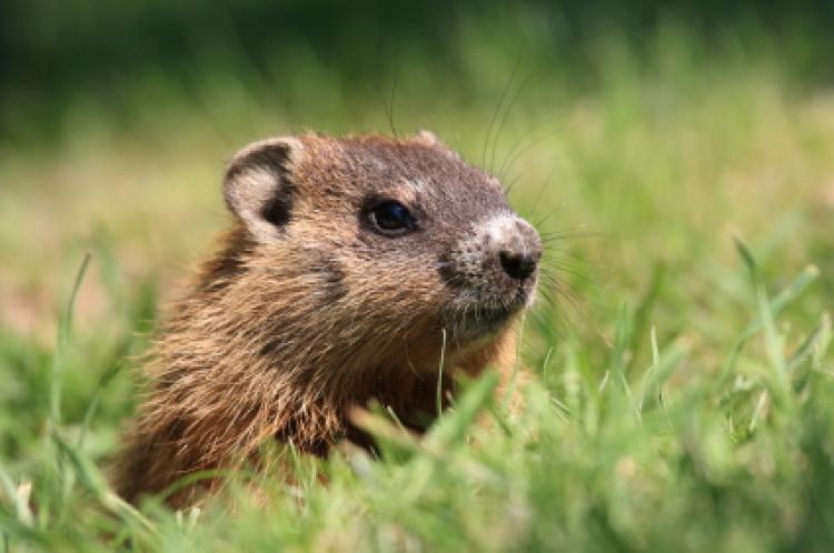 Il blog di Ludwigzaller: Groundhog day