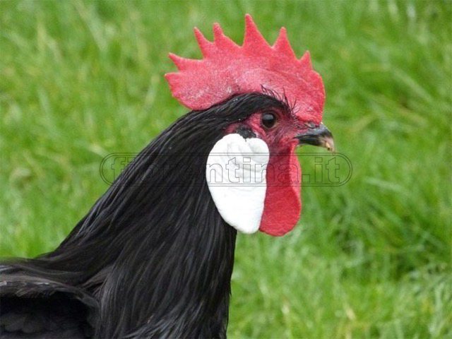 Il blog di Ludwigzaller - Galline