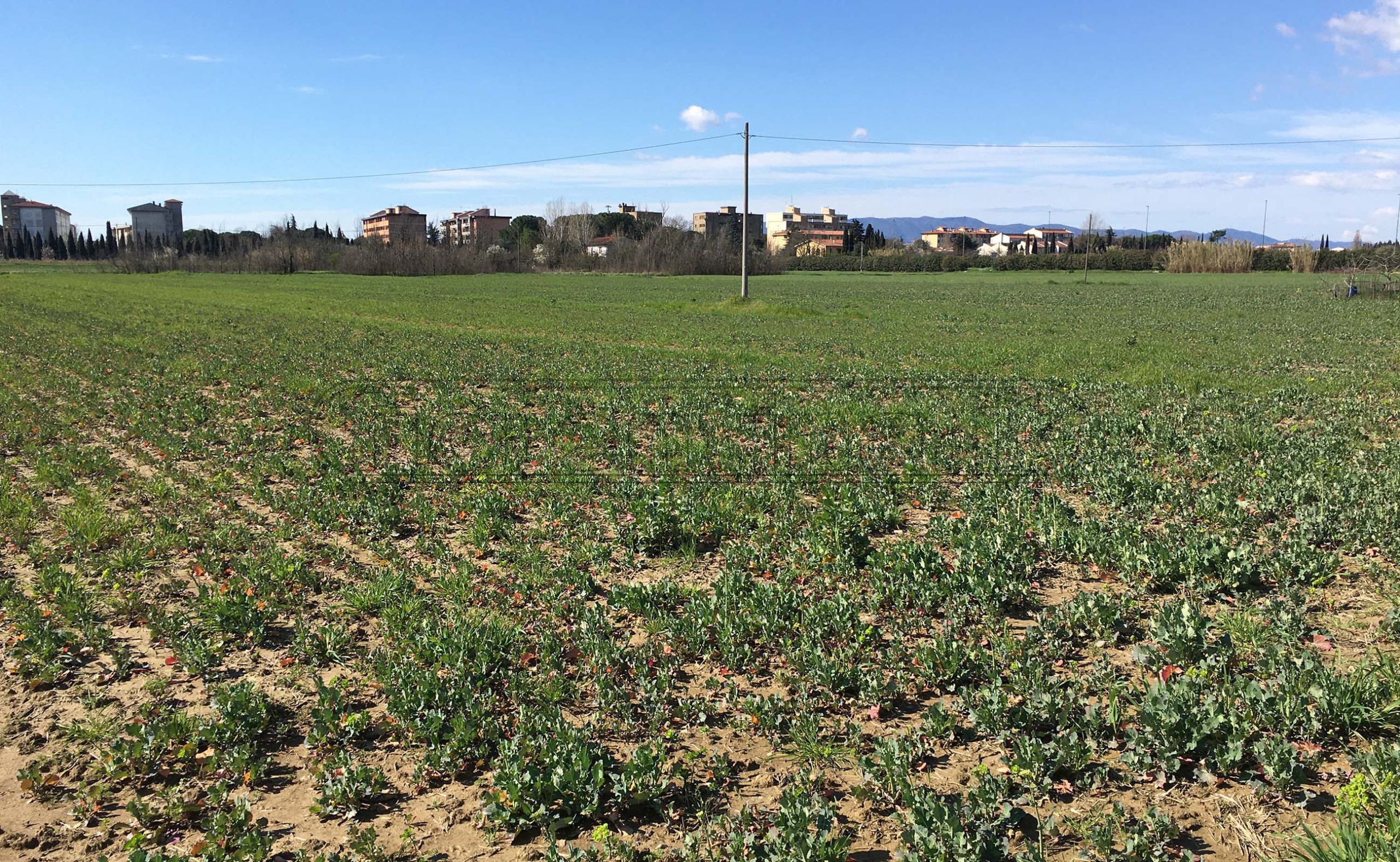 Stadio: 5 milioni per l'opzione Campi Bisenzio. Area due volte più grande della Mercafir